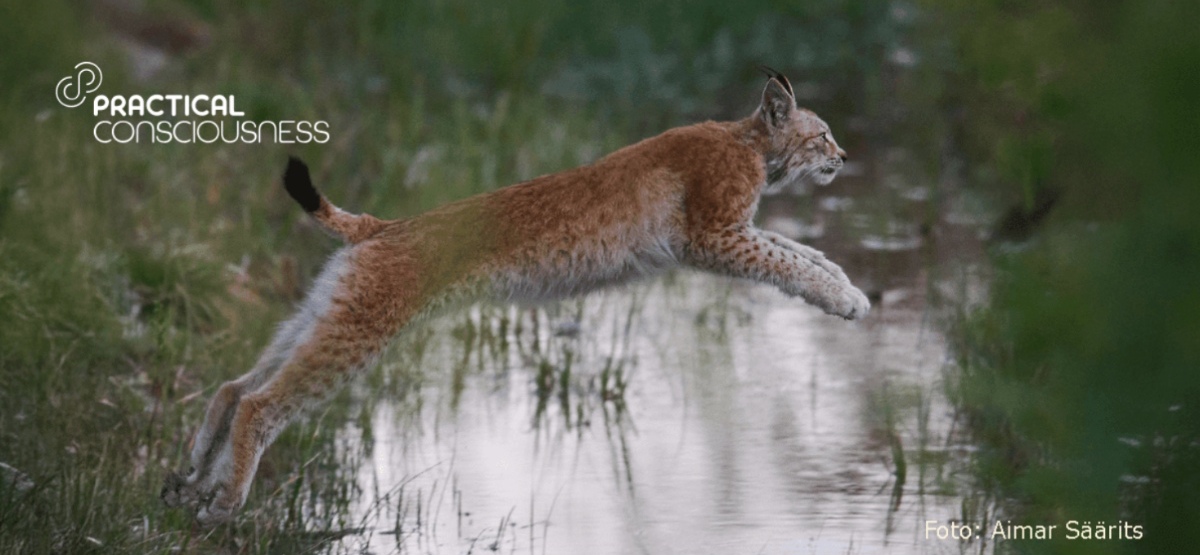 Fienta bänner – Oled kuukirja lugeja